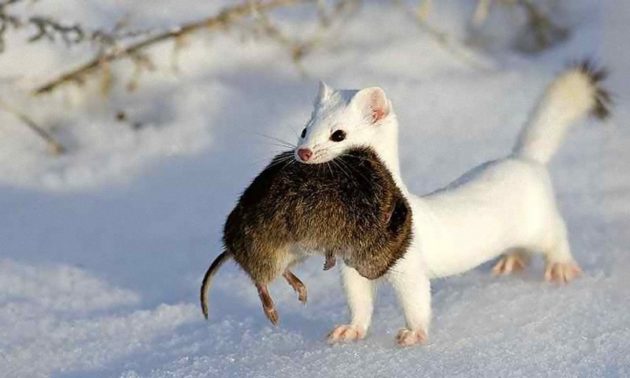 Куница питается мелкими грызунами