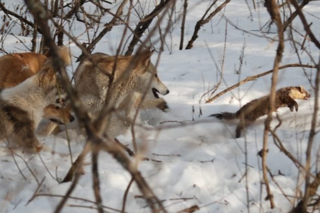 Охота на пушную дичь с собаками