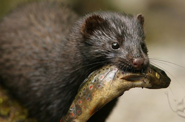 Норка является хорошим рыболовом