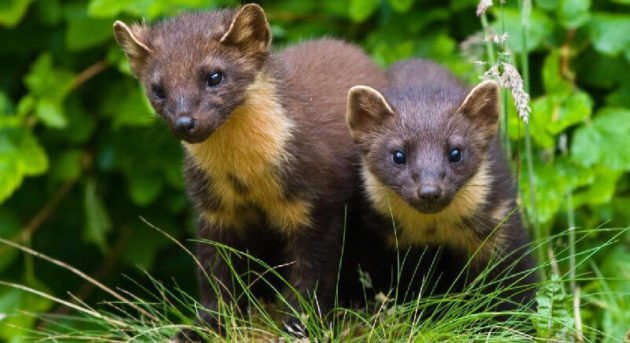 Лесные куницы