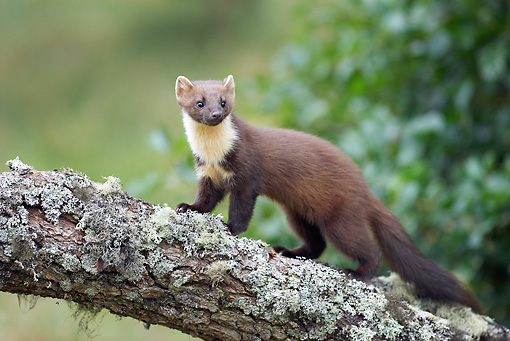 лесная куница