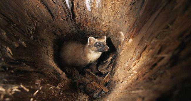 где живет куница