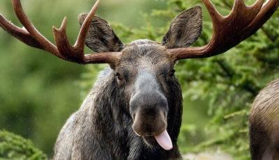 Взрослый лось