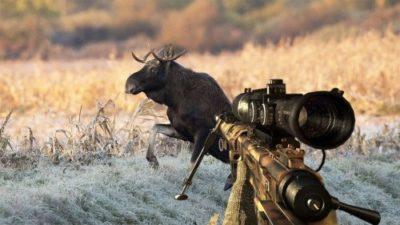 Лось в прицеле