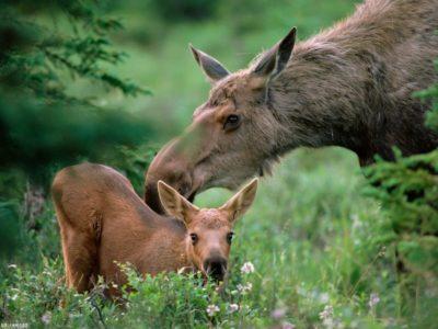 Лосиха с выводком