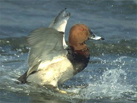 Охота на нырков, фото