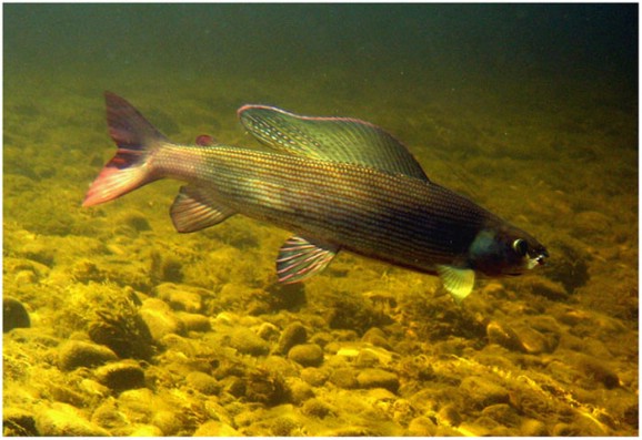 подводный мир