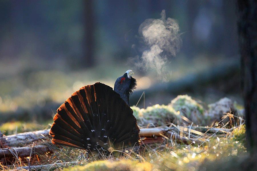 Охота на глухаря, токующий глухарь, охота на глухаря весной