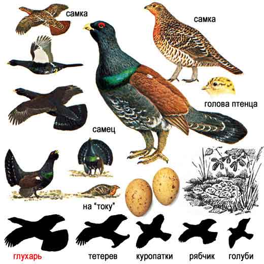 охота, глухарь