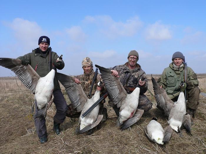 какой дробью стрелять гуся и утку