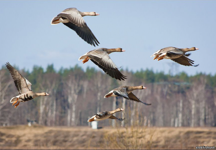 Как, где охотиться на гуся