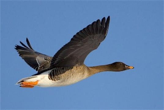 Фото гуменника