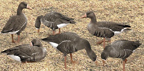 Чучела на гуся