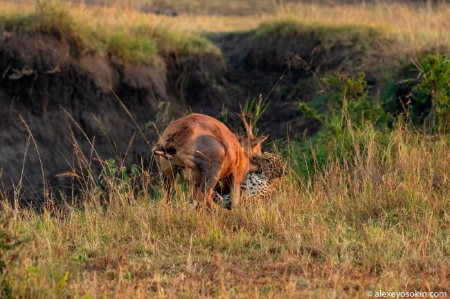 Как охотится леопард