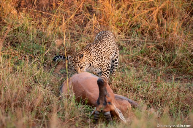 Как охотится леопард