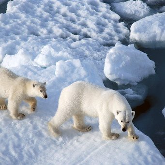медведь весит