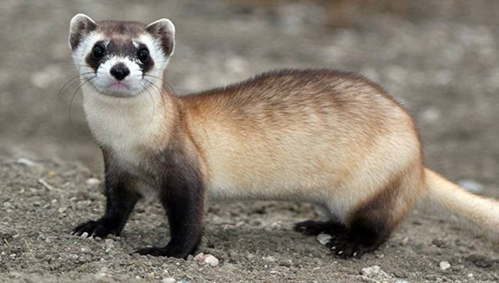 Хорек в курятнике