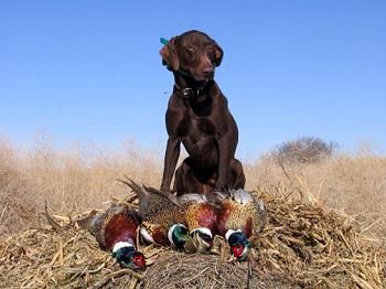 полювання на фазана в Підмосков'ї