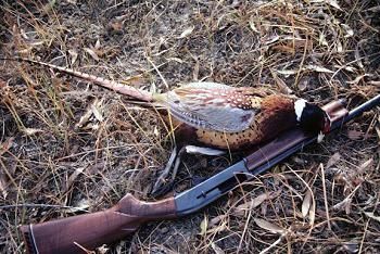 полювання на фазана