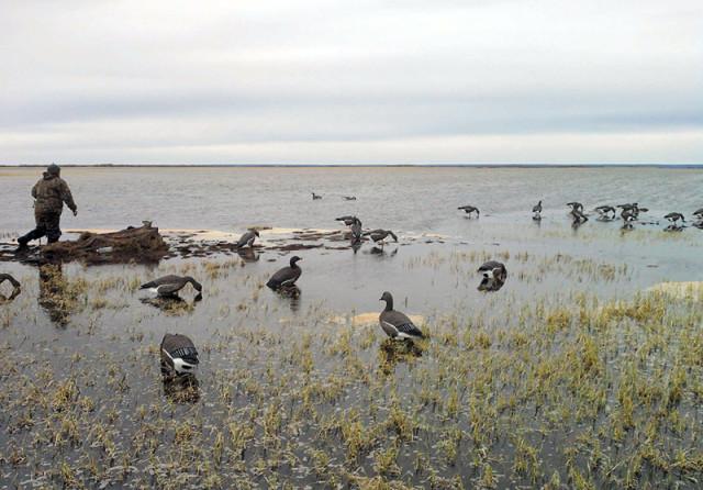 Расстановка чучел гуся