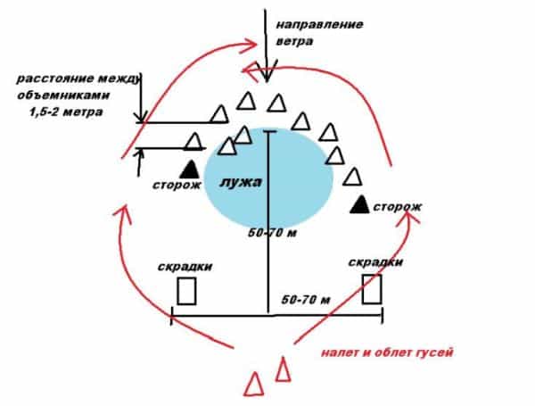 как расставить чучела гусей на болоте