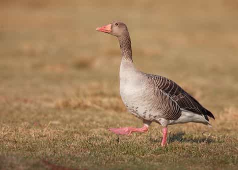 как выглядит серый гусь
