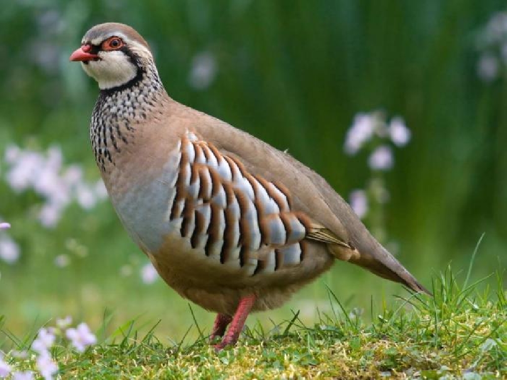 Охота на куропатку