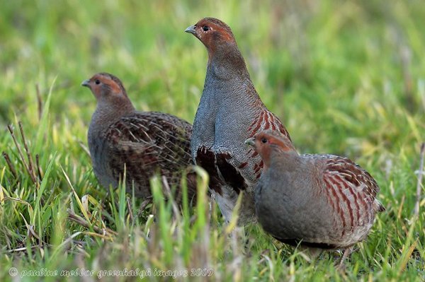 Охота на куропатку
