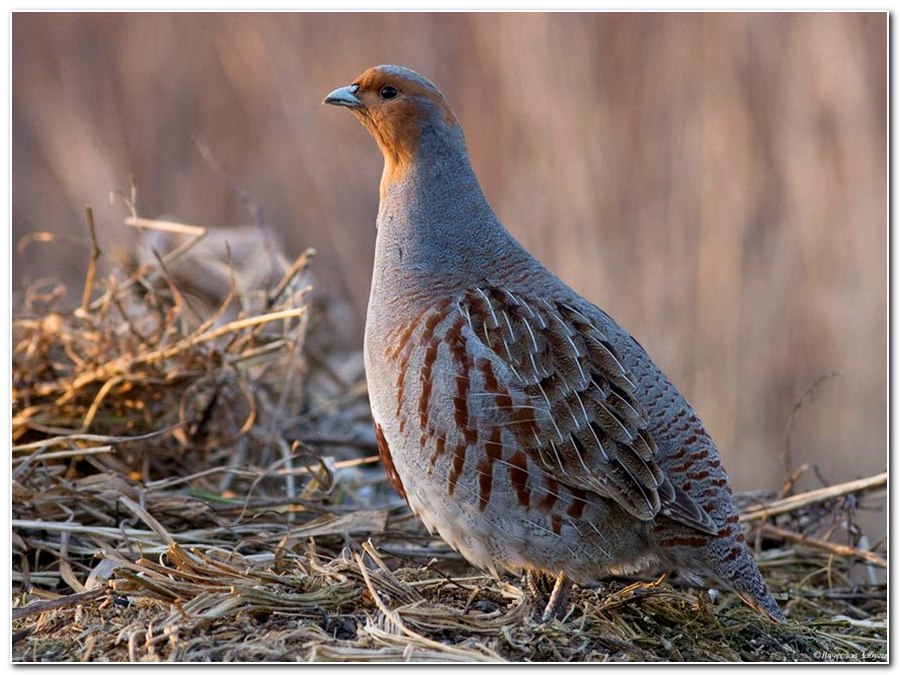 Охота на куропатку