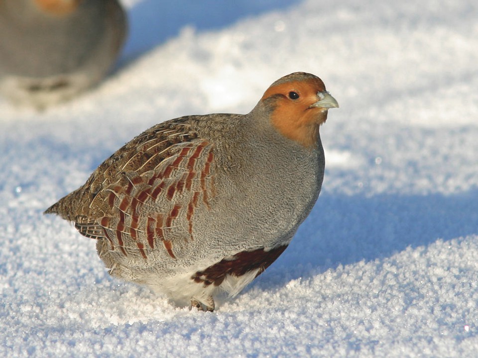 Охота на куропатку