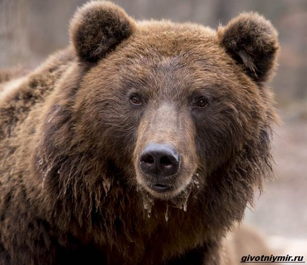 Охота-на-медведя-разными-способами-3