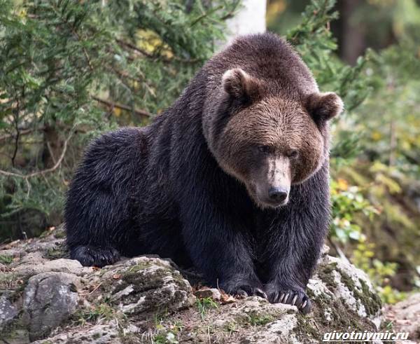 Охота-на-медведя-разными-способами-2