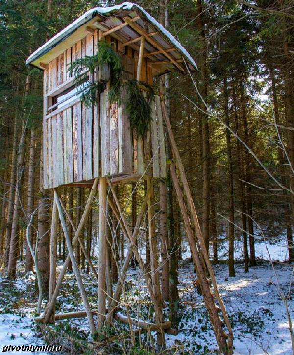 Охота-на-медведя-разными-способами-4