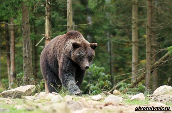 Охота-на-медведя-разными-способами-7