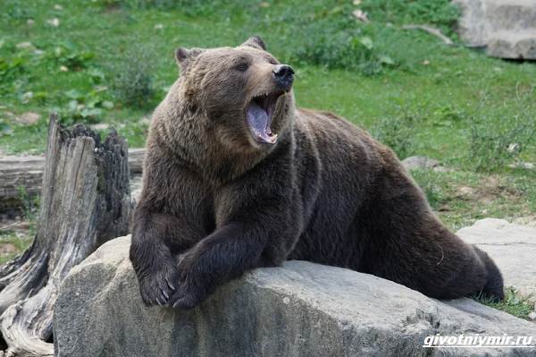 Охота-на-медведя-разными-способами-1