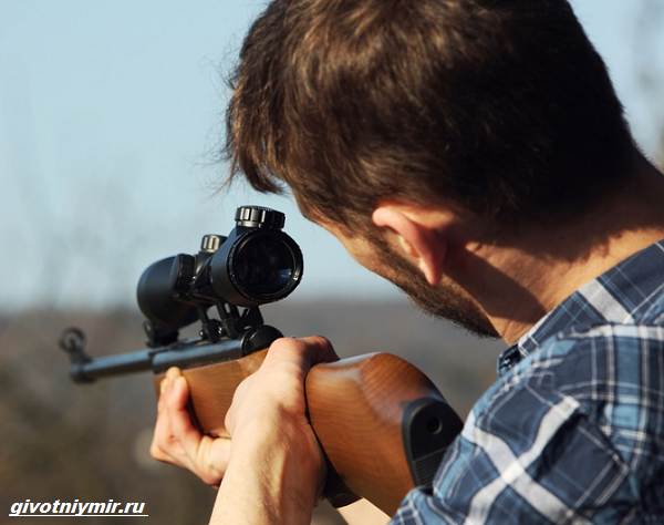 Охота-на-медведя-разными-способами-5