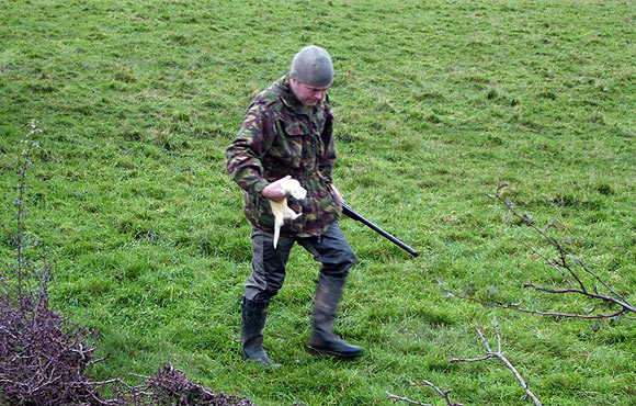 Охота с хорьком