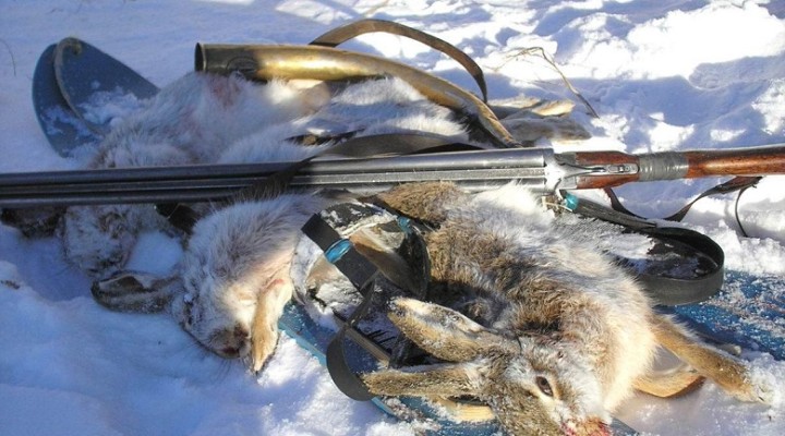 Добытые зимой зайцы