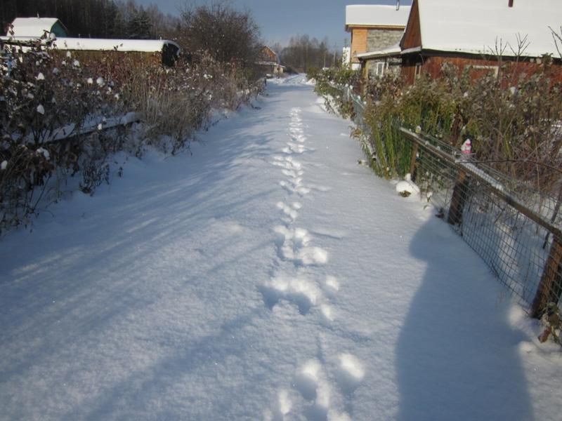 Следы зайца в дачном секторе