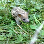 Охота на змей