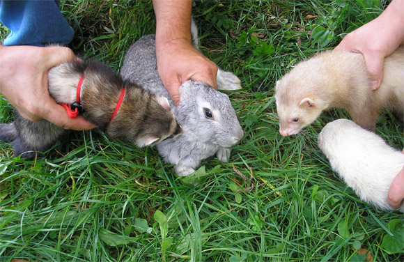 Охота с хорьком