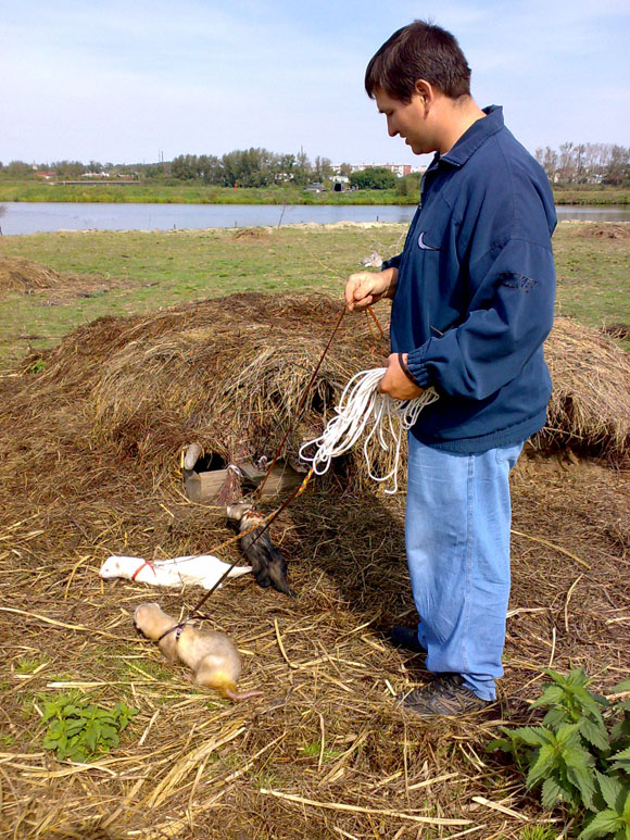 Охота на кроликов с хорьками
