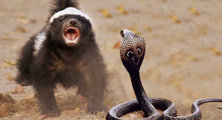 0e15db8669b40f9b794601c10f33654c