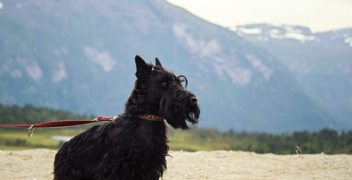 featured scottish terrier beard