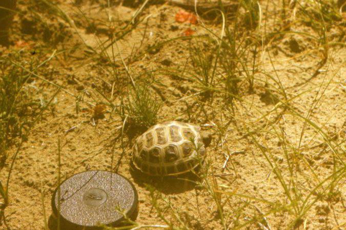 между чем находится пустыня каракумы