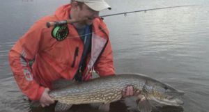 Ловля щуки при помощи нахлыста