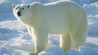 Суперхищники — Полярный медведь (Документальные фильмы, передачи HD)(ПОДПИСЫВАЙТЕСЬ: https://www.youtube.com/channel/UCE7OCO8D56DzsTXIcmKEdAA?sub_confirmation=1 Ссылка на видео: . 2015-12-12T11:28:18.000Z)