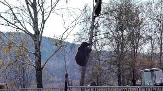 Красноуфимск. Медведь лезет за мужиком на березу.(, 2011-10-16T14:48:51.000Z)