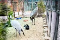 Серый журавль, журавль-красавка и белощекая казарка живут в одном вольере.