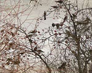 click for enlarge 700 X 561 83,3 Kb picture